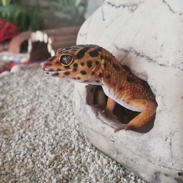 Photo of Leopard gecko